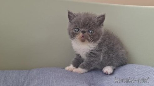 成約済の岐阜県のエキゾチックショートヘア-96556の5枚目