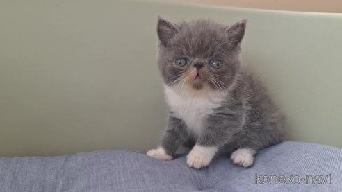 成約済の岐阜県のエキゾチックショートヘア-96556の6枚目