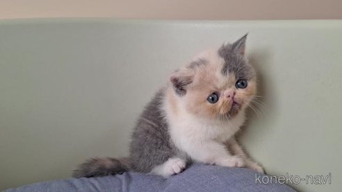 成約済の岐阜県のエキゾチックショートヘア-96558の2枚目