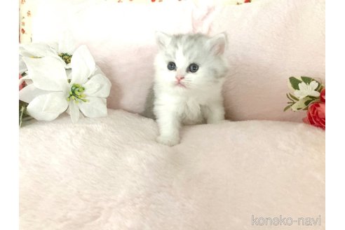 成約済の滋賀県のミヌエット-96561の2枚目