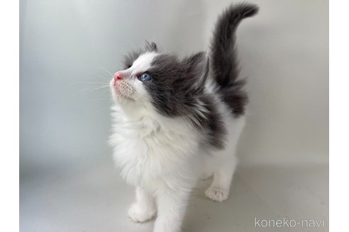 成約済の福岡県のノルウェージャンフォレストキャット-96562の2枚目