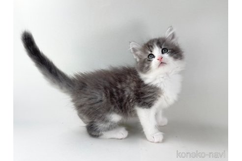 成約済の福岡県のノルウェージャンフォレストキャット-96566の3枚目