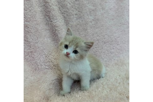 成約済の三重県のスコティッシュフォールド-96570の3枚目