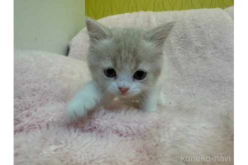 成約済の三重県のスコティッシュフォールド-96570の5枚目
