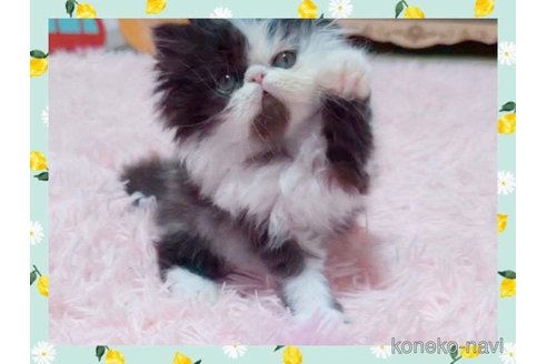 成約済の愛媛県のエキゾチックショートヘア-96572の1枚目