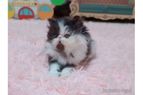 成約済の愛媛県のエキゾチックショートヘア-96572の3枚目