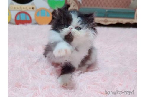 成約済の愛媛県のエキゾチックショートヘア-96572の4枚目