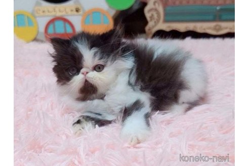 成約済の愛媛県のエキゾチックショートヘア-96572の5枚目