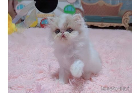 成約済の愛媛県のエキゾチックショートヘア-96573の3枚目