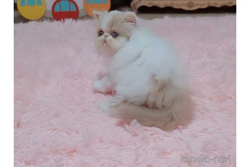 成約済の愛媛県のエキゾチックショートヘア-96573の4枚目