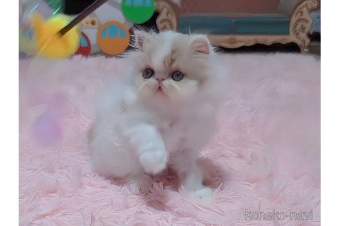 成約済の愛媛県のエキゾチックショートヘア-96573の2枚目