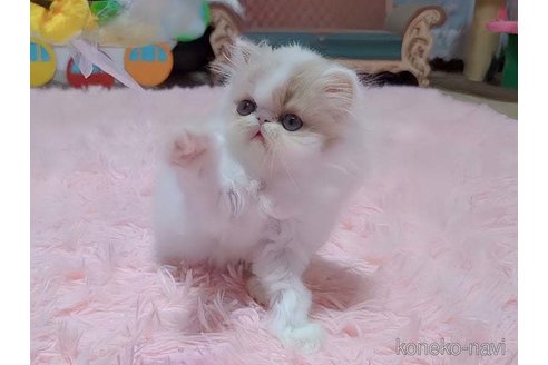成約済の愛媛県のエキゾチックショートヘア-96573の1枚目