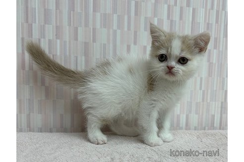 成約済の千葉県のエキゾチックショートヘア-96577の2枚目