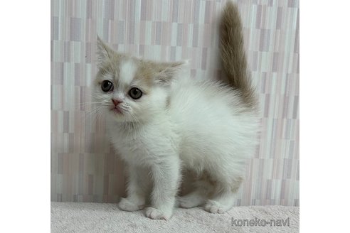 成約済の千葉県のエキゾチックショートヘア-96577の3枚目