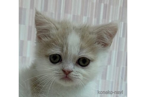 成約済の千葉県のエキゾチックショートヘア-96577の1枚目