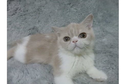 成約済の神奈川県のエキゾチックショートヘア-91447の14枚目