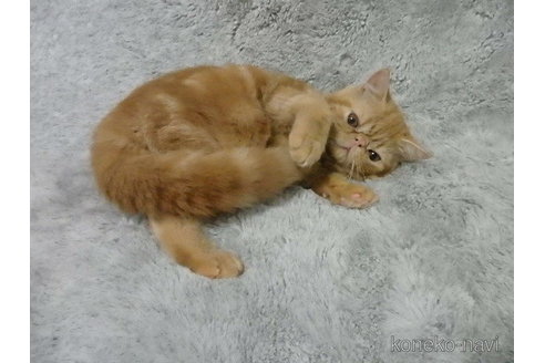 成約済の神奈川県のエキゾチックショートヘア-88220の9枚目