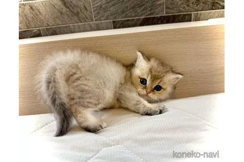 成約済の三重県のブリティッシュショートヘア-96571の3枚目