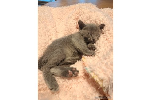 成約済の静岡県のミックス-96597の3枚目