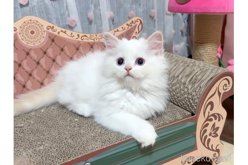 成約済の愛媛県のマンチカン-96598の4枚目