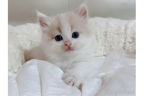 成約済の愛媛県のスコティッシュフォールド-96599の2枚目