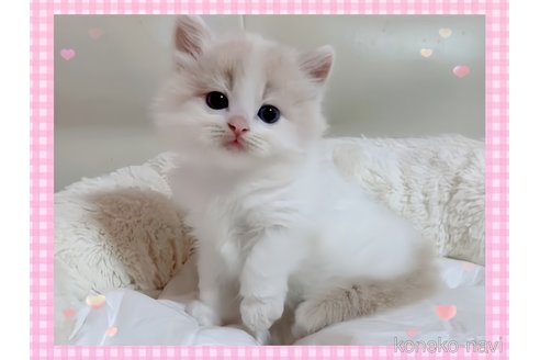 成約済の愛媛県のスコティッシュフォールド-96599の1枚目
