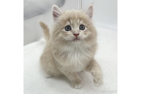 成約済の愛知県のラガマフィン-96603の2枚目