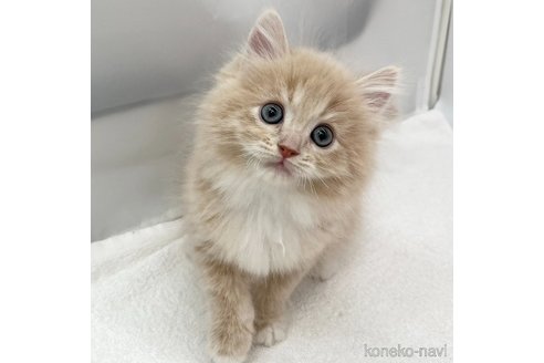 成約済の愛知県のラガマフィン-96605の3枚目