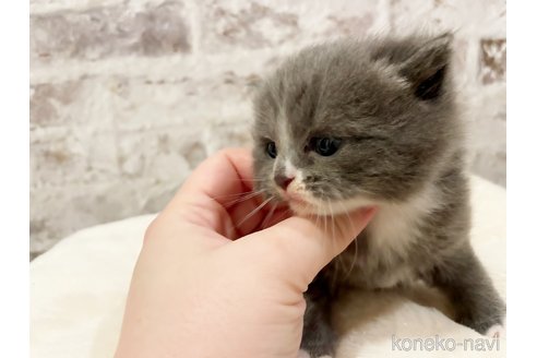 成約済の島根県のスコティッシュフォールド-96612の3枚目