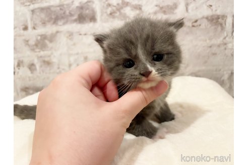 成約済の島根県のスコティッシュフォールド-96612の2枚目