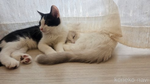 成約済の福岡県のマンチカン-90991の3枚目