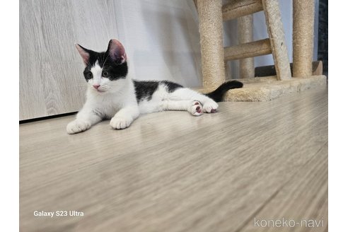 成約済の福岡県のマンチカン-90991の6枚目