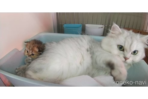 成約済の愛知県のペルシャ(チンチラ)-96620の8枚目