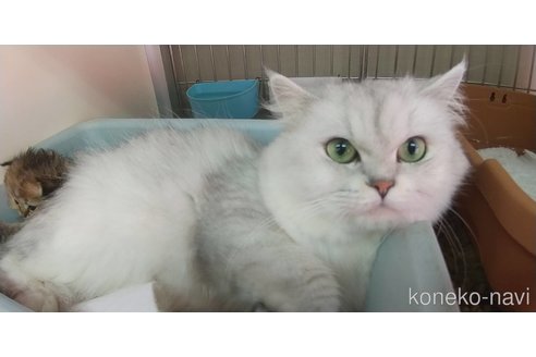 成約済の愛知県のペルシャ(チンチラ)-96620の9枚目