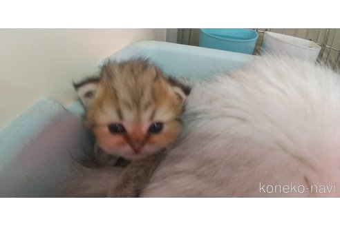成約済の愛知県のペルシャ(チンチラ)-96620の2枚目