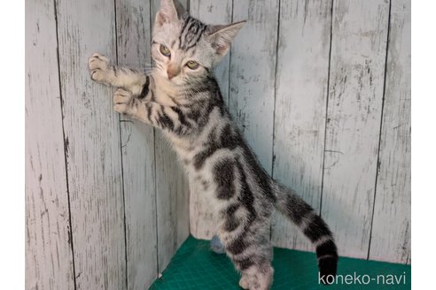 成約済の三重県のアメリカンショートヘア-92980の6枚目