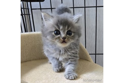 成約済の福岡県のスコティッシュフォールド-95218の2枚目