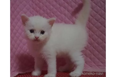 成約済の静岡県のラグドール-96622の2枚目