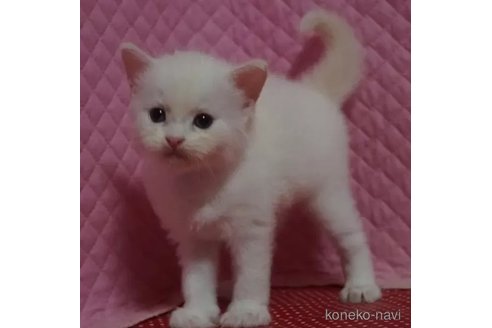 成約済の静岡県のラグドール-96622の4枚目
