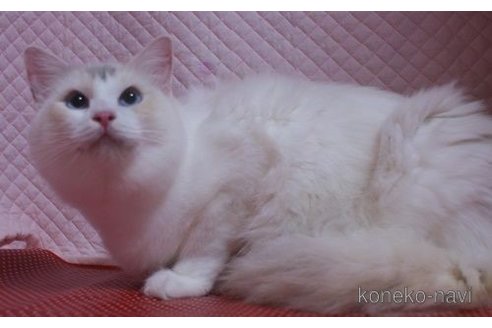 クリームアイスちゃん1枚目