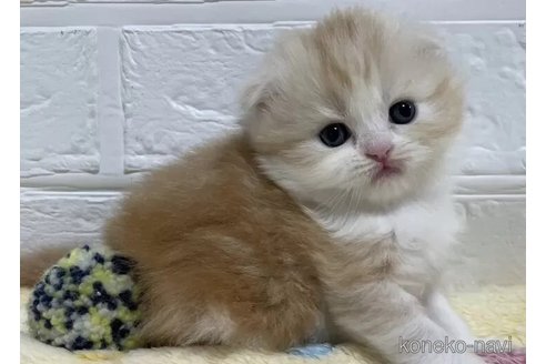成約済の山梨県のスコティッシュフォールド(折れ耳)-96672の2枚目