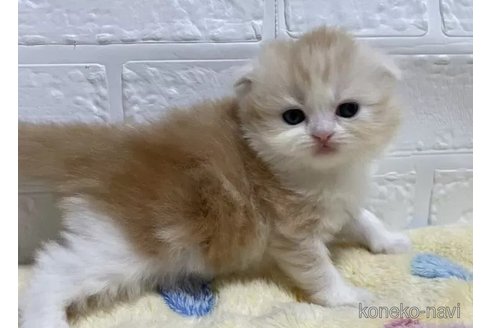 成約済の山梨県のスコティッシュフォールド(折れ耳)-96672の4枚目
