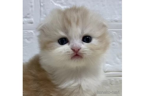 成約済の山梨県のスコティッシュフォールド(折れ耳)-96672の1枚目