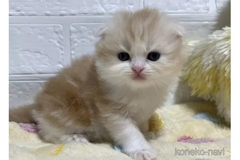 成約済の山梨県のスコティッシュフォールド(折れ耳)-96672の3枚目