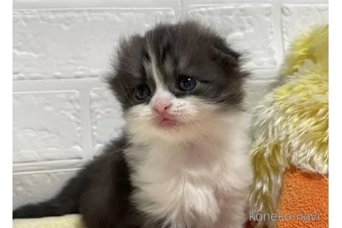 成約済の山梨県のスコティッシュフォールド(折れ耳)-96673の2枚目