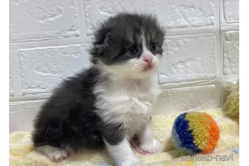 成約済の山梨県のスコティッシュフォールド(折れ耳)-96673の5枚目