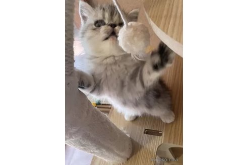 成約済の千葉県のエキゾチックショートヘア-96678の2枚目