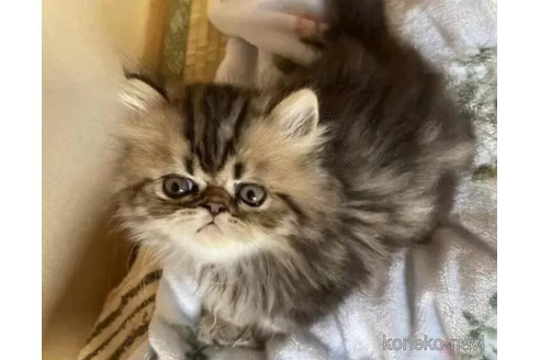 成約済の千葉県のエキゾチックショートヘア-96679の4枚目