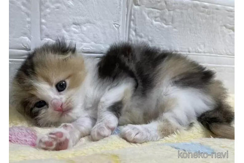 成約済の山梨県のスコティッシュフォールド(折れ耳)-96683の2枚目