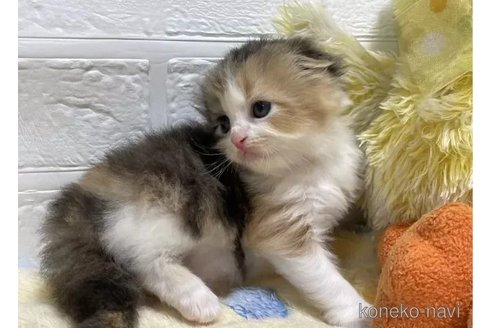 成約済の山梨県のスコティッシュフォールド(折れ耳)-96683の3枚目